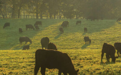 Use Animal Welfare to Get Meat Consumers Engaged With Sustainability