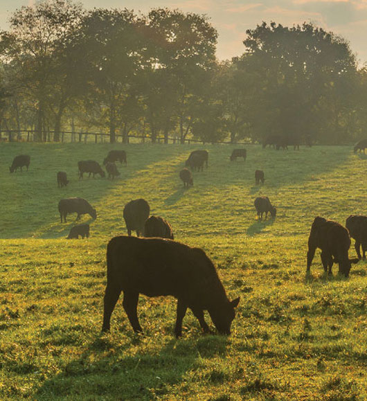 Use Animal Welfare to Get Meat Consumers Engaged With Sustainability