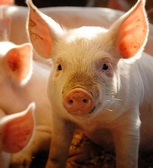 3 Key Messages About Pork in 2023