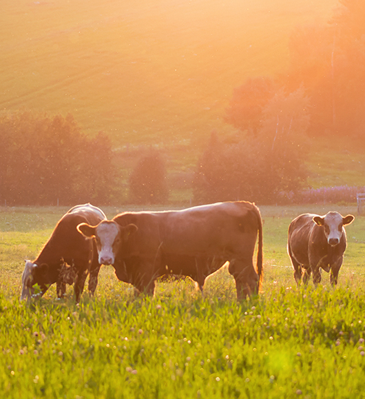 Takeaways From CattleCon 2024